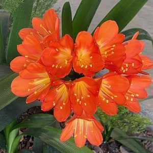 Clivia miniata. Well rooted live plant. Orange.