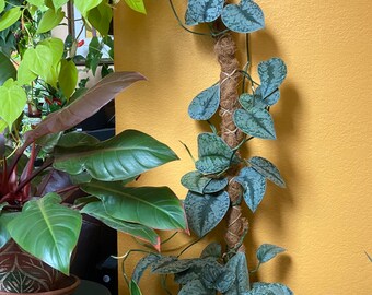 May include: A Scindapsus pictus plant with heart-shaped, variegated silver and green leaves climbing a vertical brown coir moss pole. The plant is potted in a solid red container, positioned near other foliage against a yellow wall.