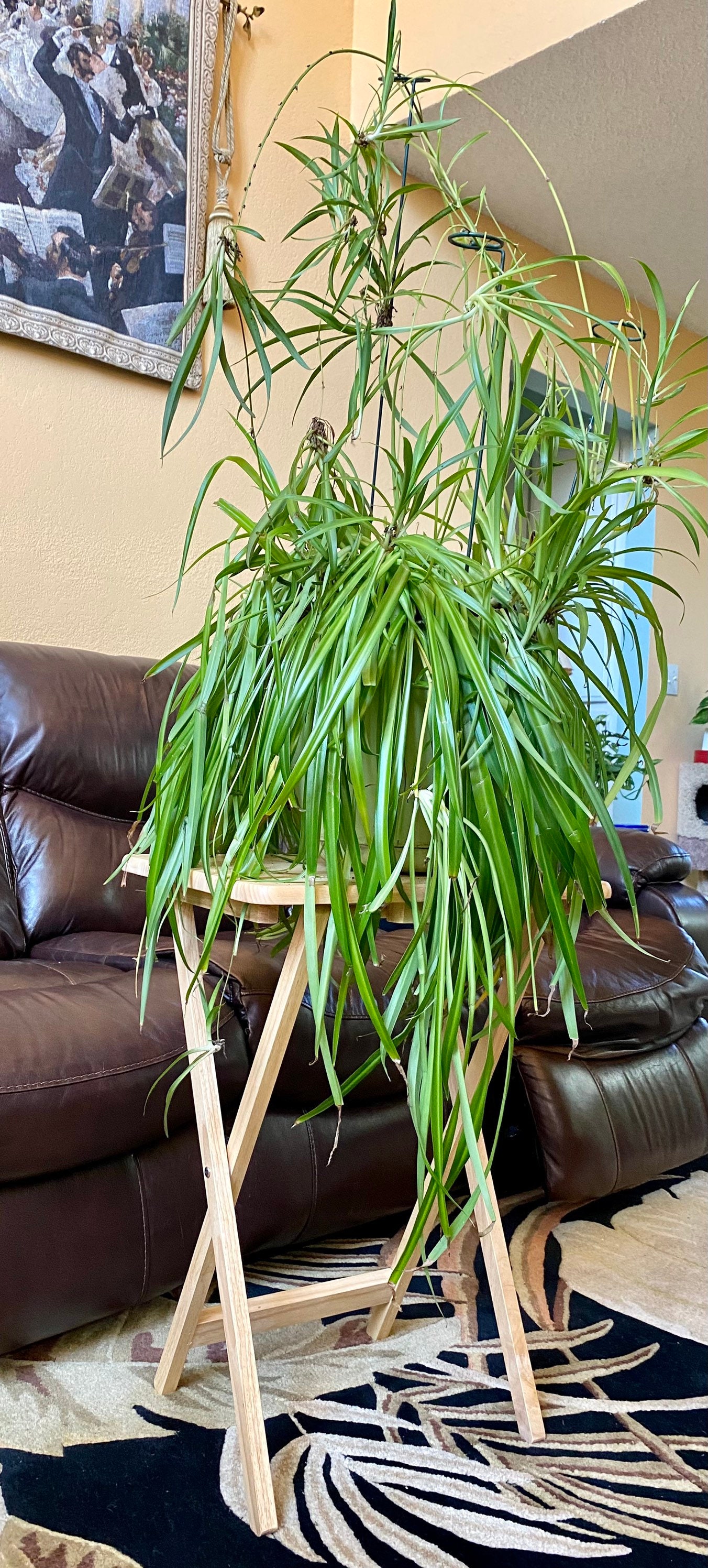 Spider Plants for Sale