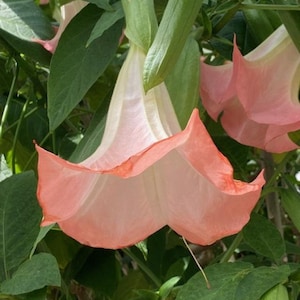 Frosty Pink Brugmansia: Angel Trumpet, Almost Rooted (4 Pieces)