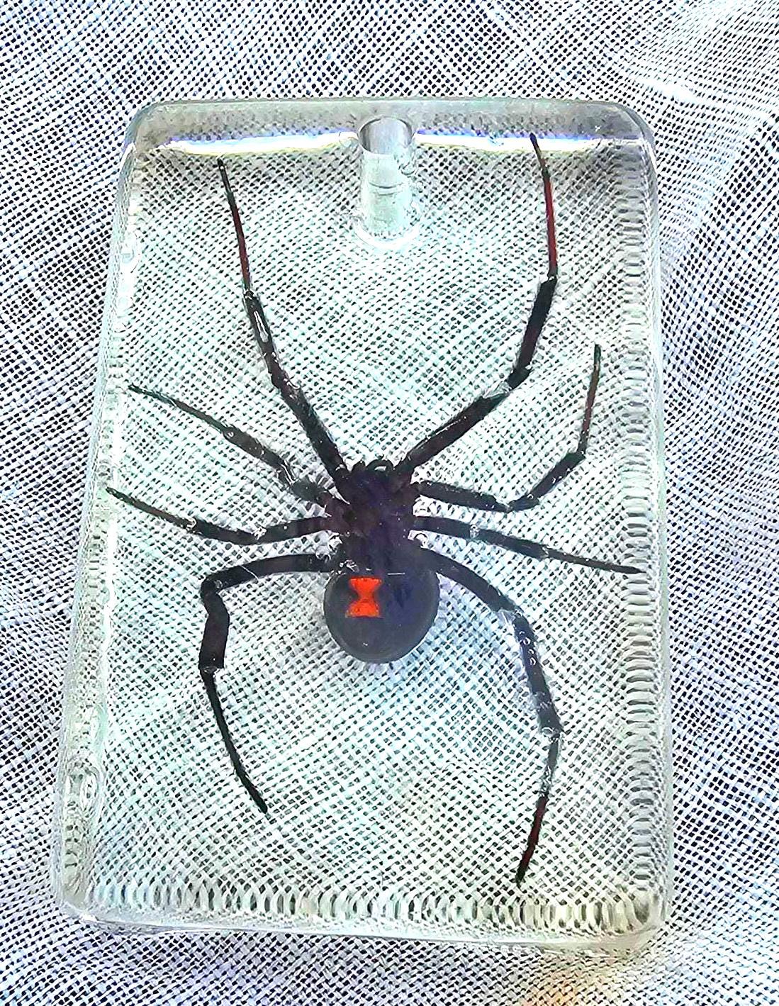 Patch Brodé Araignée Veuve Noire - 12 X 10 Cm - À Coudre Ou à Repasser
