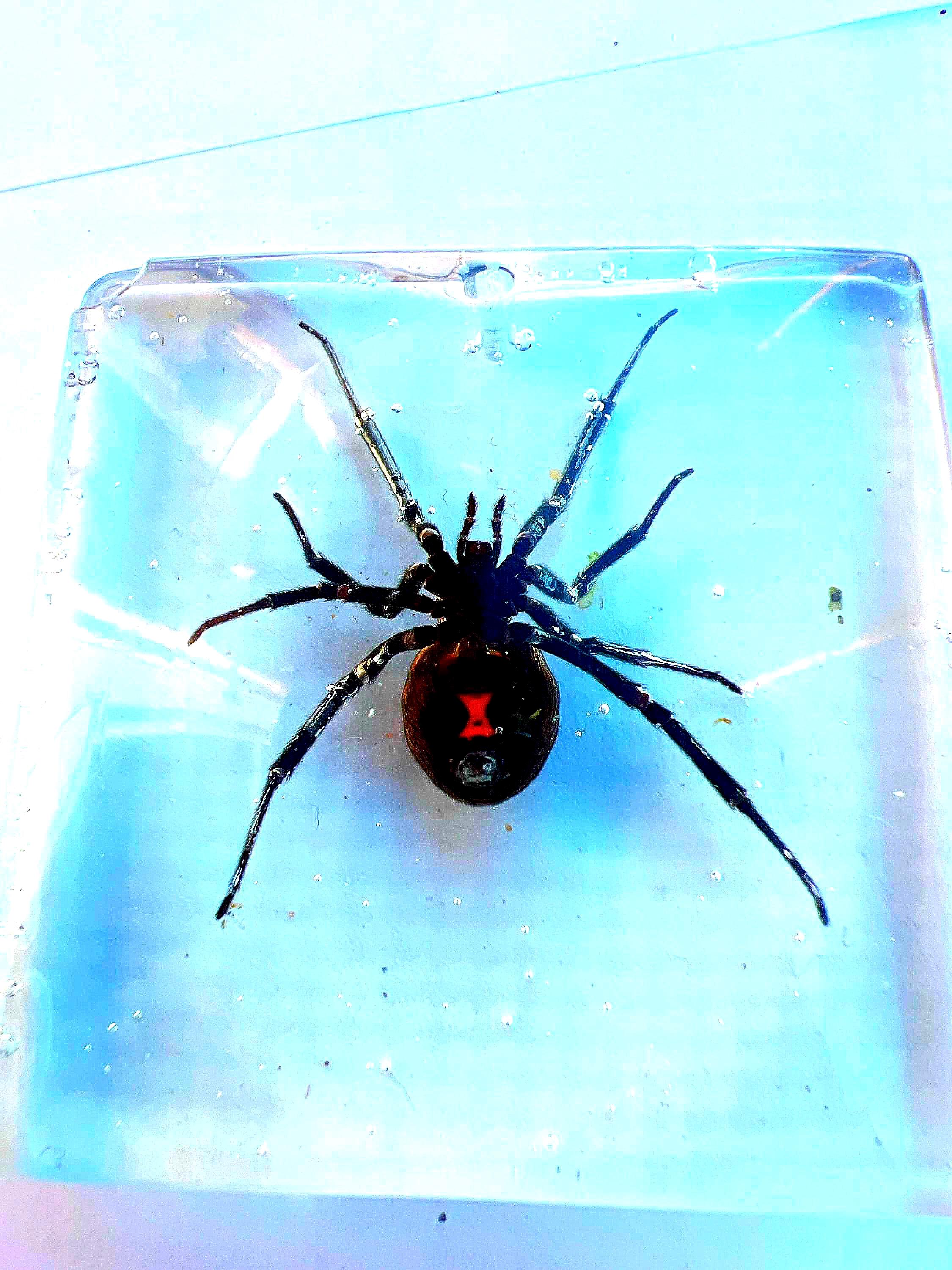REAL EXTRA LARGE Black Widow Pendant Resin Necklace | Female Latrodectus hesperus