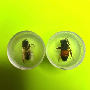 Puede incluir: Dos discos circulares de resina transparente, cada uno con un insecto preservado. El disco izquierdo contiene una pequeña abeja marrón y negra, mientras que el derecho muestra una abeja más grande con un abdomen rayado en naranja y negro.