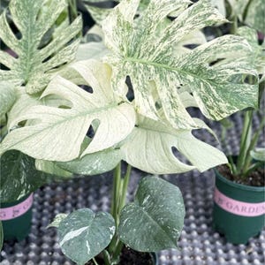 Monstera deliciosa devil - Etsy 日本