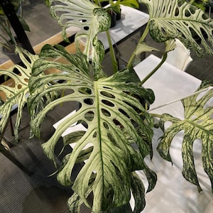Monstera Devil Monster Albo Zimmerpflanzen bunte seltene tropische Starterpflanzenstecklinge