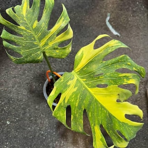 Monstera electro light - Etsy 日本