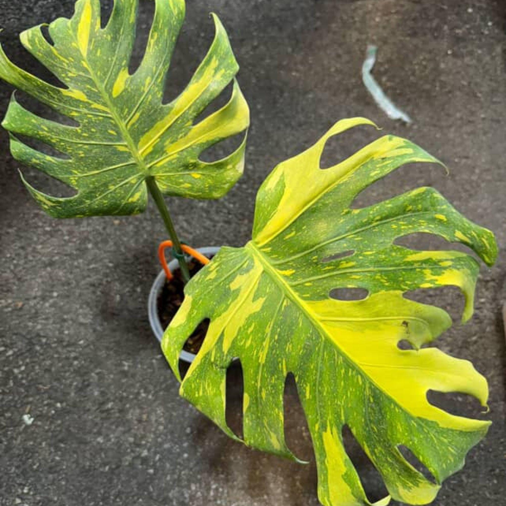 Monstera electro light - Etsy 日本