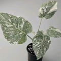 Monstera Starlight Rooted Plant Cuttings Leaf and High Variegation product logo