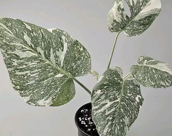 希少なモンステラ・オブリクア・ヤスニ - Etsy 日本 希少なモンステラ・オブリクア・ヤスニ - Etsy 日本