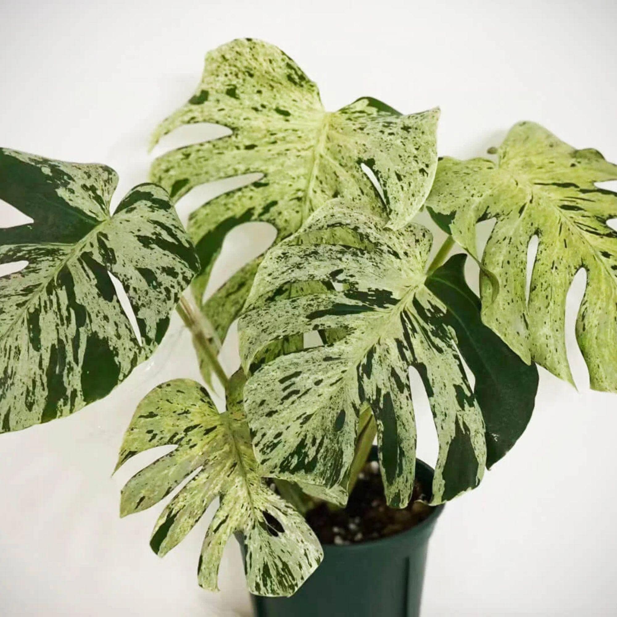 Monstera white lava - Etsy 日本