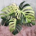 Monstera Jungle Mint Rooted Plant Cuttings Leaf and High Variegation product logo