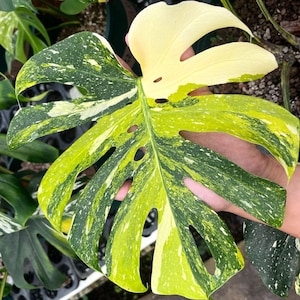 Monstera Miracle Tri Color Thai Constellation Rooted Plant Cuttings Leaf and High Variegation