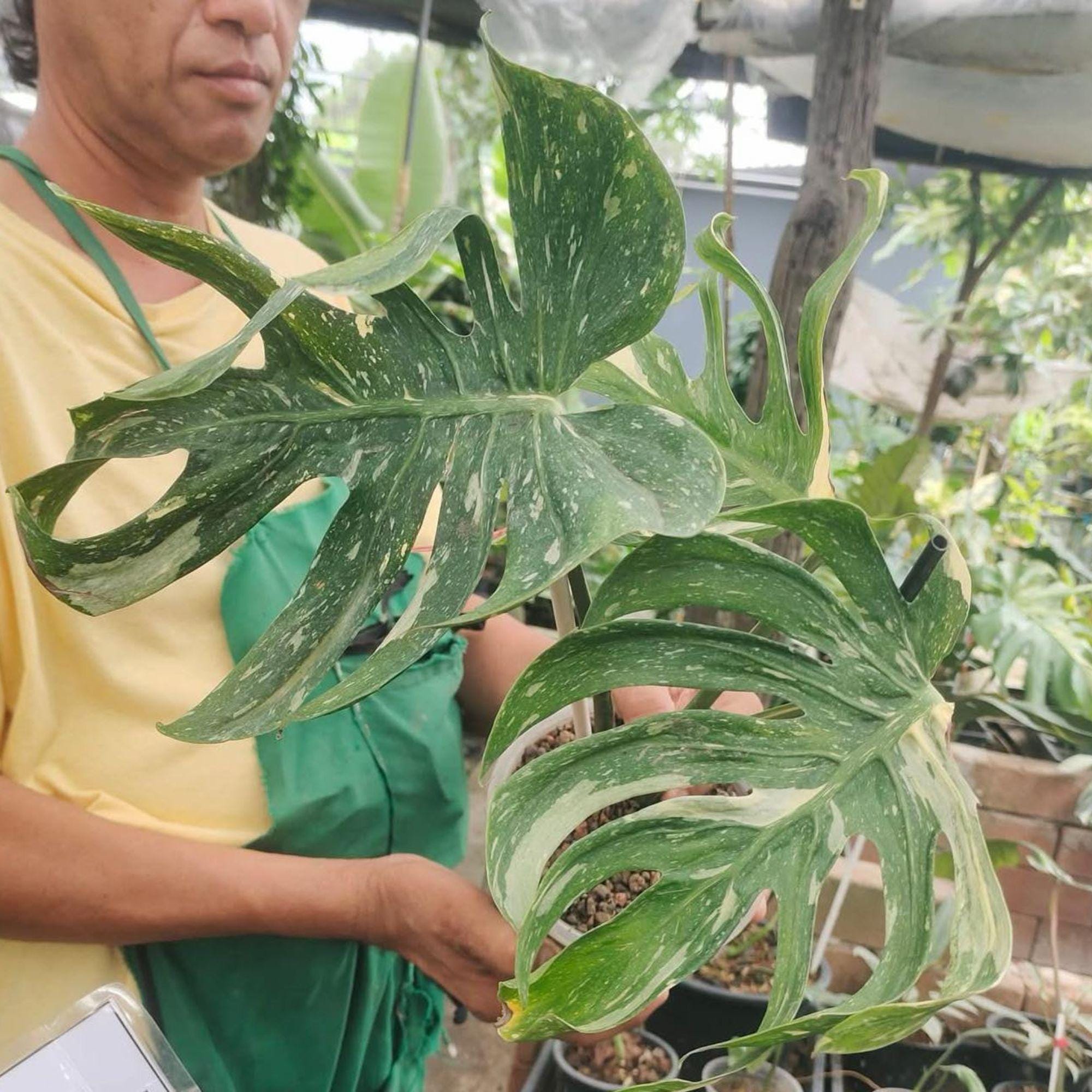 Monstera deliciosa devil - Etsy 日本