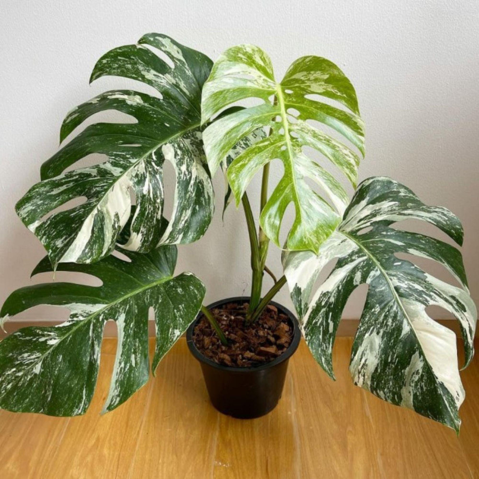 White Tiger Monstera - Etsy