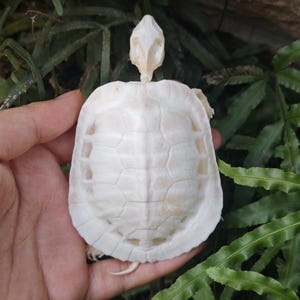 May include: A bleached white turtle shell with a detailed, textured pattern. The shell is held in a hand, with the head and a portion of the tail visible. The background features green foliage.