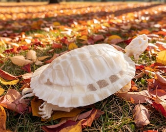 Ethically Sourced Real Turtle Skeleton | Red-Eared Slider Bone Specimen | Curious Oddity Gift