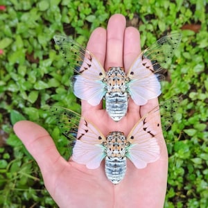 Puede incluir: Dos modelos detallados de cigarras con alas translúcidas, acentos azul pálido y blanco, y patrones corporales intrincados. Los insectos se muestran en una mano sobre un fondo de follaje verde.