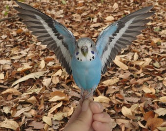 倫理的なセキセイインコの剥製｜本物の青いインコの標本｜自然史の好奇心