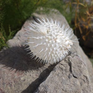 May include: A dried, white pufferfish skeleton with sharp spines, resting on a gray rock. The spiky texture of the fish contrasts with the smooth stone. Green foliage and sunlight create a natural backdrop.