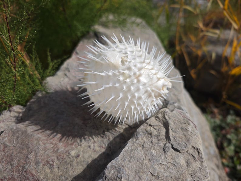May include: A dried, white pufferfish skeleton with sharp spines, resting on a gray rock. The spiky texture of the fish contrasts with the smooth stone. Green foliage and sunlight create a natural backdrop.