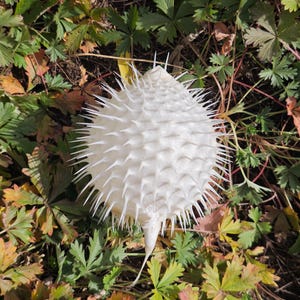 May include: A white, spiky, spherical object resembling a pufferfish, resting amidst green and brown foliage. The object has numerous sharp, pointed spines covering its surface. The surrounding leaves display various shades of green, yellow, and brown, suggesting an autumnal setting.