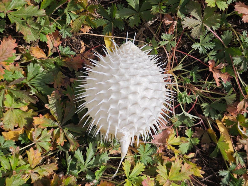 May include: A white, spiky, spherical object resembling a pufferfish, resting amidst green and brown foliage. The object has numerous sharp, pointed spines covering its surface. The surrounding leaves display various shades of green, yellow, and brown, suggesting an autumnal setting.