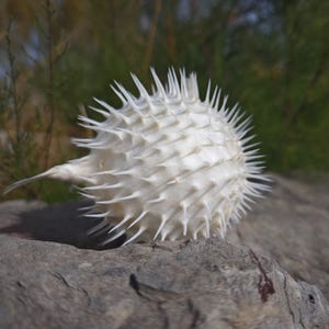May include: A white, spiky pufferfish skeleton rests on a gray rock. The spherical body is covered in sharp spines, with a small, pointed tail extending from the side. The background features blurred green foliage.