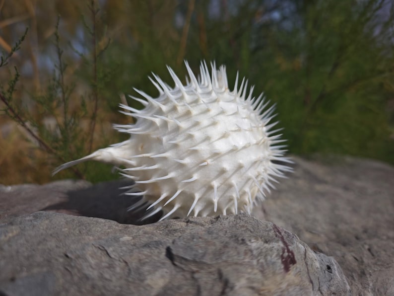 May include: A white, spiky pufferfish skeleton rests on a gray rock. The spherical body is covered in sharp spines, with a small, pointed tail extending from the side. The background features blurred green foliage.