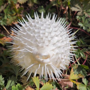 May include: A dried, white pufferfish, covered in sharp spines. The spherical body has a small opening and is surrounded by green and brown foliage. The spiky texture is prominent, creating a unique, natural decorative item.