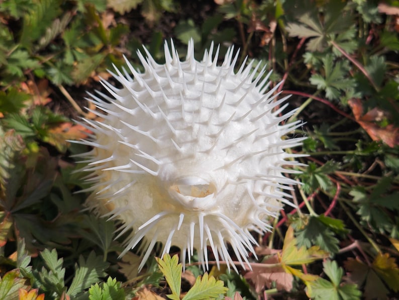 May include: A dried, white pufferfish, covered in sharp spines. The spherical body has a small opening and is surrounded by green and brown foliage. The spiky texture is prominent, creating a unique, natural decorative item.