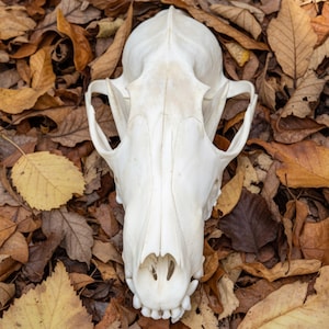 Cleaned & Bleached Fox Skull Specimen | Ethically Sourced | Curiosity Cabinet Decor | Natural History Gift