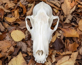 Esemplare di teschio di volpe pulito e sbiancato / Provenienza etica / Decorazione per vetrinetta delle curiosità / Regalo di storia naturale