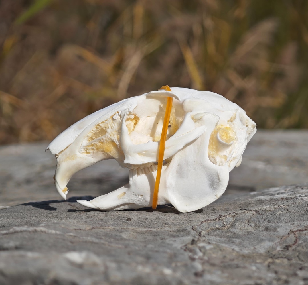 Real Rabbit Skull Ethically Sourced Real Rabbit Skull | Cleaned & Sanitized Lagomorph ...