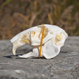 Könnte beinhalten: Nahaufnahme eines weißen Tierschädels mit ausgeprägten Schneidezähnen und Augenhöhlen. Ein orangefarbenes Gummiband ist über den Schädel gespannt. Der Schädel liegt auf einer grauen, strukturierten Oberfläche mit verschwommenem Hintergrund.