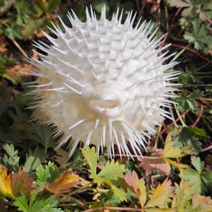 May include: A white, spiky pufferfish skeleton rests among green and yellow foliage. The spherical body is covered in sharp, pointed spines. The background features various green and yellow leaves, creating a natural setting.