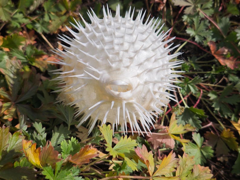 May include: A white, spiky pufferfish skeleton rests among green and yellow foliage. The spherical body is covered in sharp, pointed spines. The background features various green and yellow leaves, creating a natural setting.