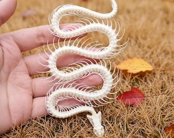 Real Snake Skeleton | Ethically Sourced Snake Bone Specimen | Natural Death | Bleached & Sanitized | Educational Decor