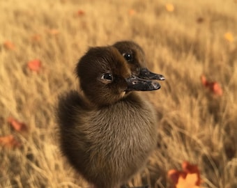 Two-Headed Baby Duck Taxidermy – Rare Ethical Specimen, Oddities and Curiosity Gift, Natural History Display