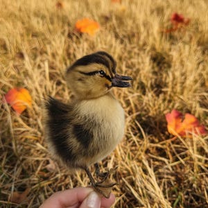 以下が含まれることがあります： 茶色とベージュの羽毛を持つ、ふわふわのアヒルの赤ちゃんのクローズアップ。手で持たれています。アヒルの赤ちゃんは暗いクチバシを持っており、乾燥した草と落ち葉の背景にあります。