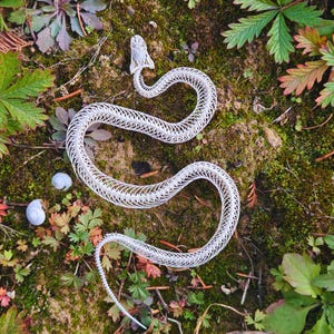 May include: A white snake skeleton lies on a bed of moss, surrounded by green, red, and brown leaves. Two small, light blue snail shells are also present. The scene is a natural, outdoor setting.