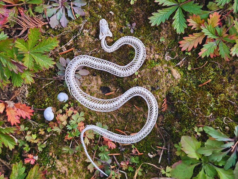 Snake Shells Ethically Sourced Complete Snake Skeleton: A Curious Gift for ...