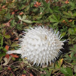 May include: A dried, white pufferfish, covered in sharp spines, rests on a bed of green and red-tinged leaves. The spiky texture of the fish contrasts with the smooth leaves, creating a natural, textured scene.