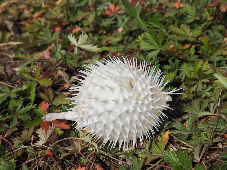 May include: A dried, white pufferfish, covered in sharp spines, rests on a bed of green and red-tinged leaves. The spiky texture of the fish contrasts with the smooth leaves, creating a natural, textured scene.