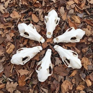 Op de afbeelding: Zes witte dierenschedels gerangschikt in een cirkel op een bed van bruine en bruinachtige herfstbladeren. De schedels zijn gedetailleerd en tonen oogkassen, neusholtes en tanden. De compositie creëert een opvallende, naturalistische weergave.