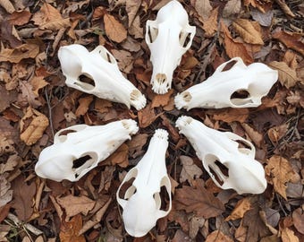 Cleaned & Bleached Mink Skull Specimen | Ethically Sourced | Curiosity Cabinet Decor | Natural History Bone Gift