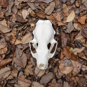 Pode incluir: Um crânio de animal branco repousa sobre uma cama de folhas secas castanhas e bege. O crânio está centrado, com órbitas oculares, cavidade nasal e dentes visíveis. As folhas criam um fundo natural e terroso.