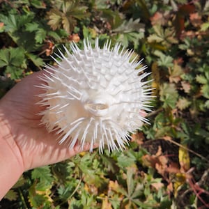 May include: A white pufferfish, covered in sharp spines, is held in a hand. The spiky sea creature is round and has a small opening. The background features green and brown foliage.