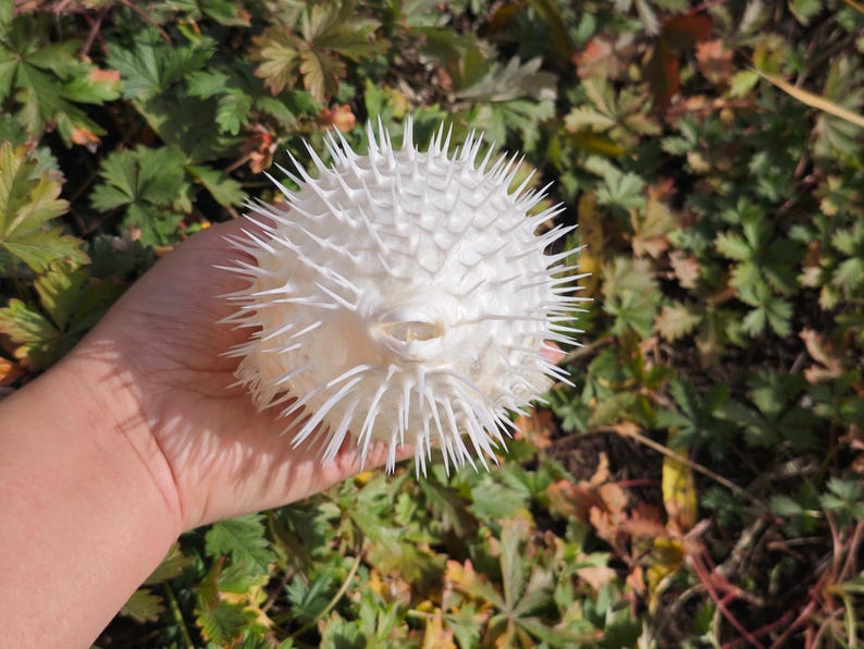 May include: A white pufferfish, covered in sharp spines, is held in a hand. The spiky sea creature is round and has a small opening. The background features green and brown foliage.