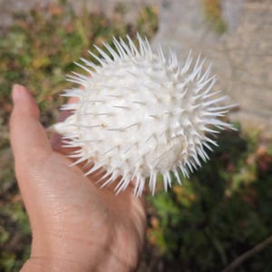 May include: A white, spiky pufferfish, held in a hand. The pufferfish has numerous sharp spines covering its surface. The background is blurred, showing green and brown vegetation.