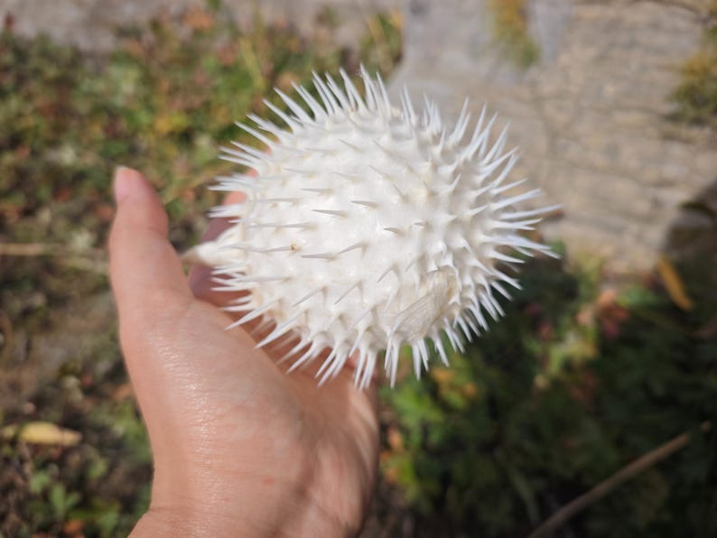 May include: A white, spiky pufferfish, held in a hand. The pufferfish has numerous sharp spines covering its surface. The background is blurred, showing green and brown vegetation.